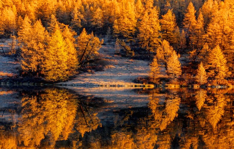Golden Trees Reflected in Lake