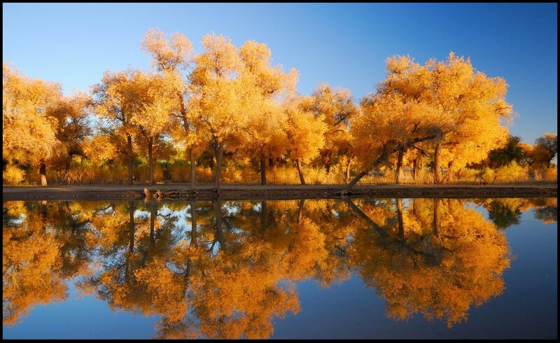 Golden Trees Reflection — Gold