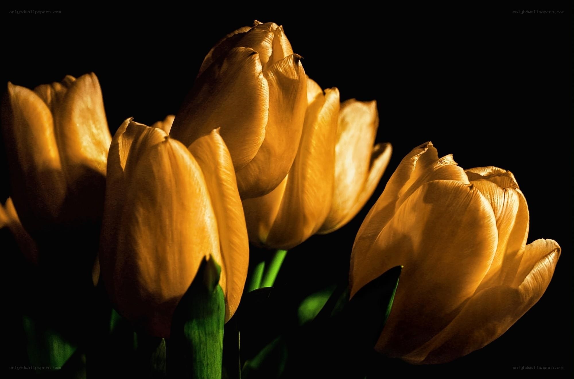 golden tulips in spotlight
