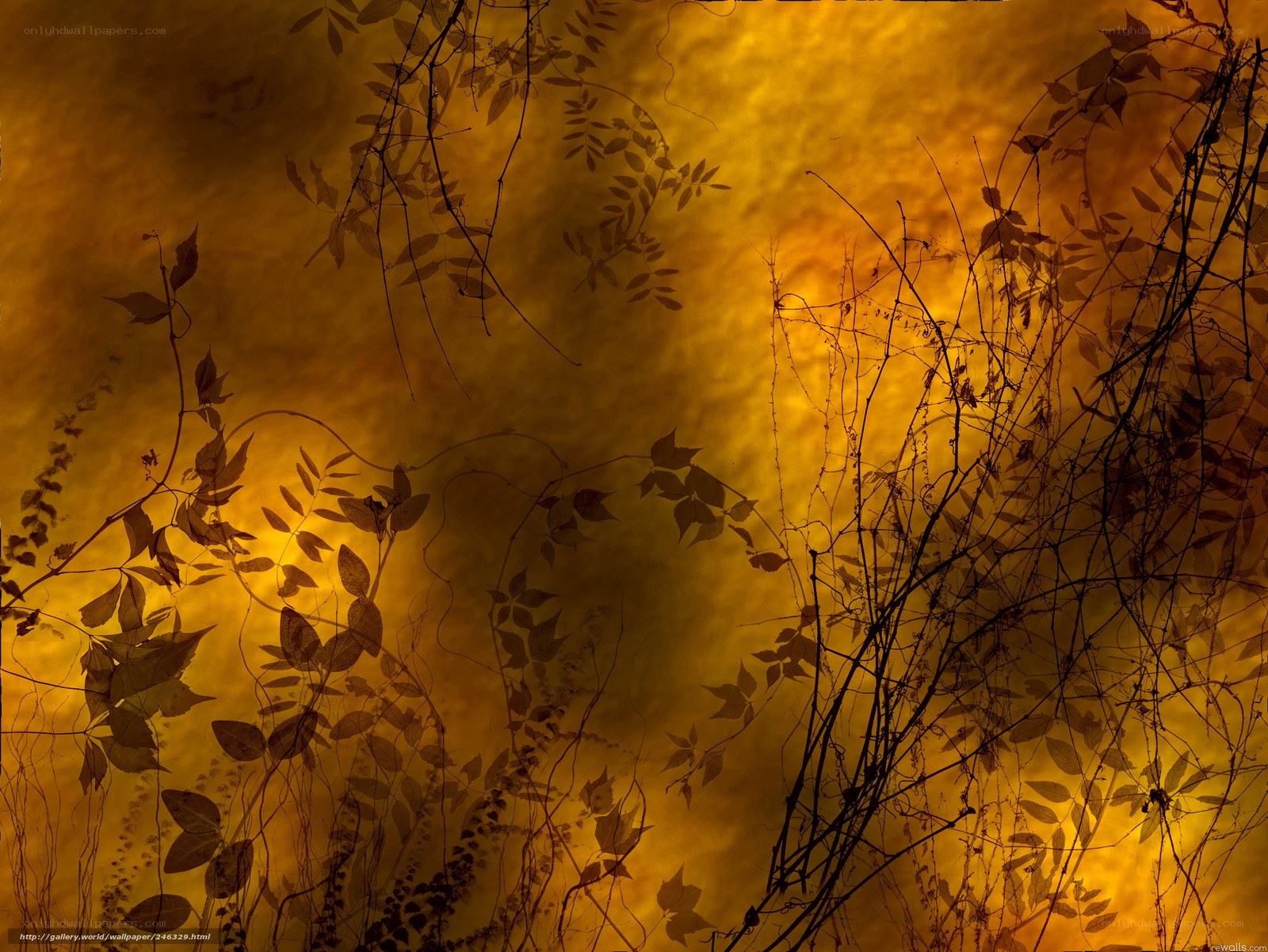Golden vines at sunset