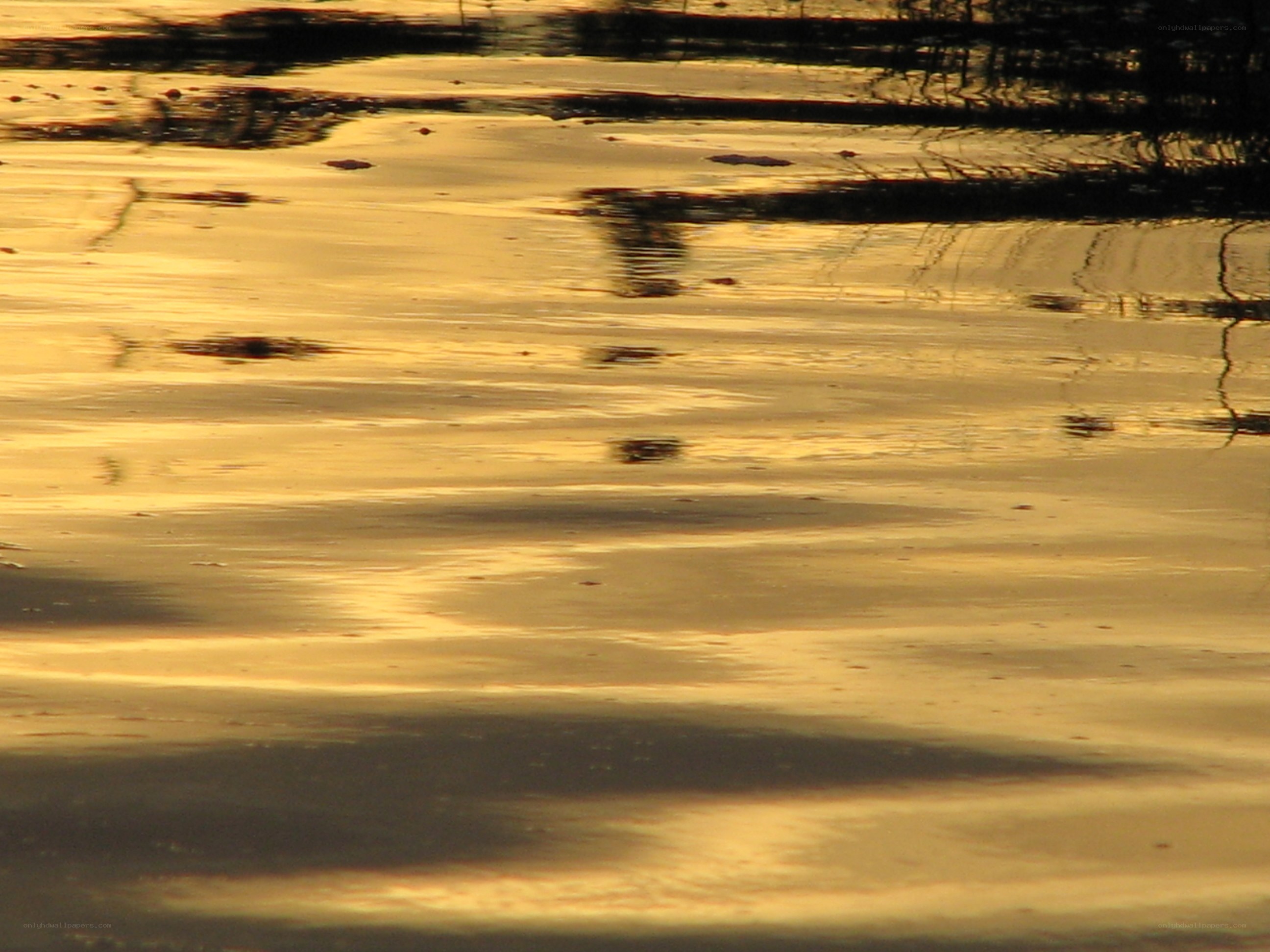 golden water reflections