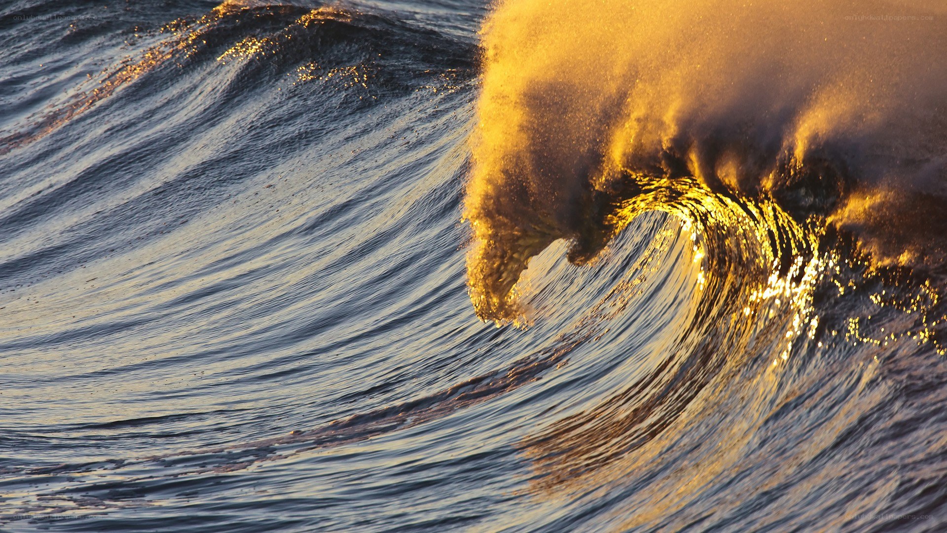 Golden wave at sunset