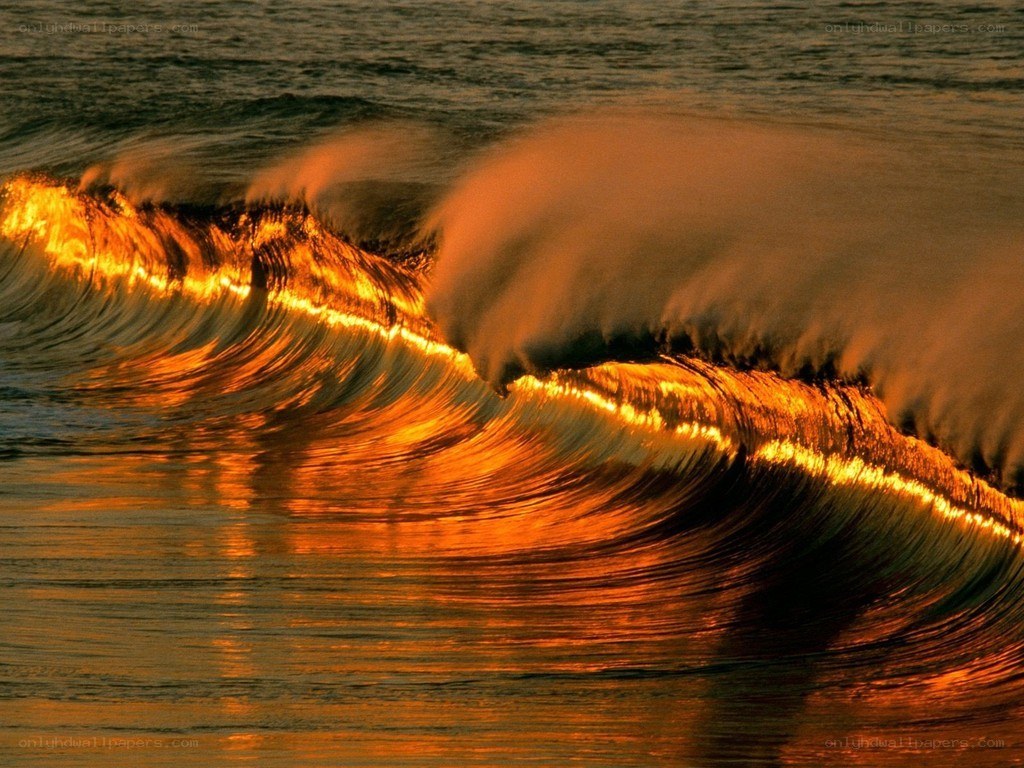 Golden wave at sunset