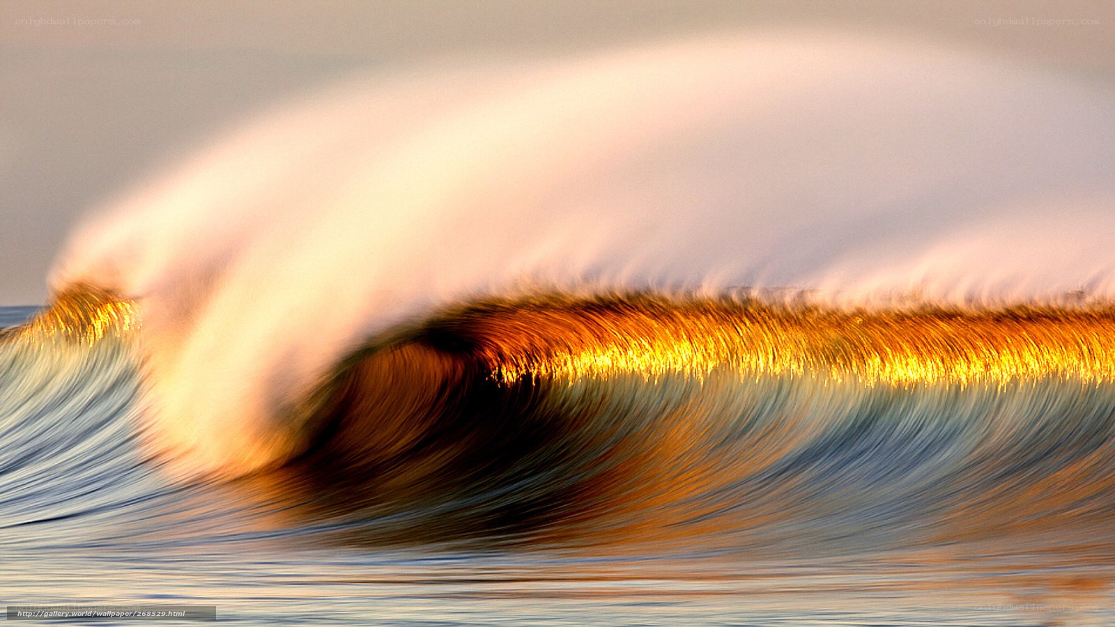 Golden wave at sunset