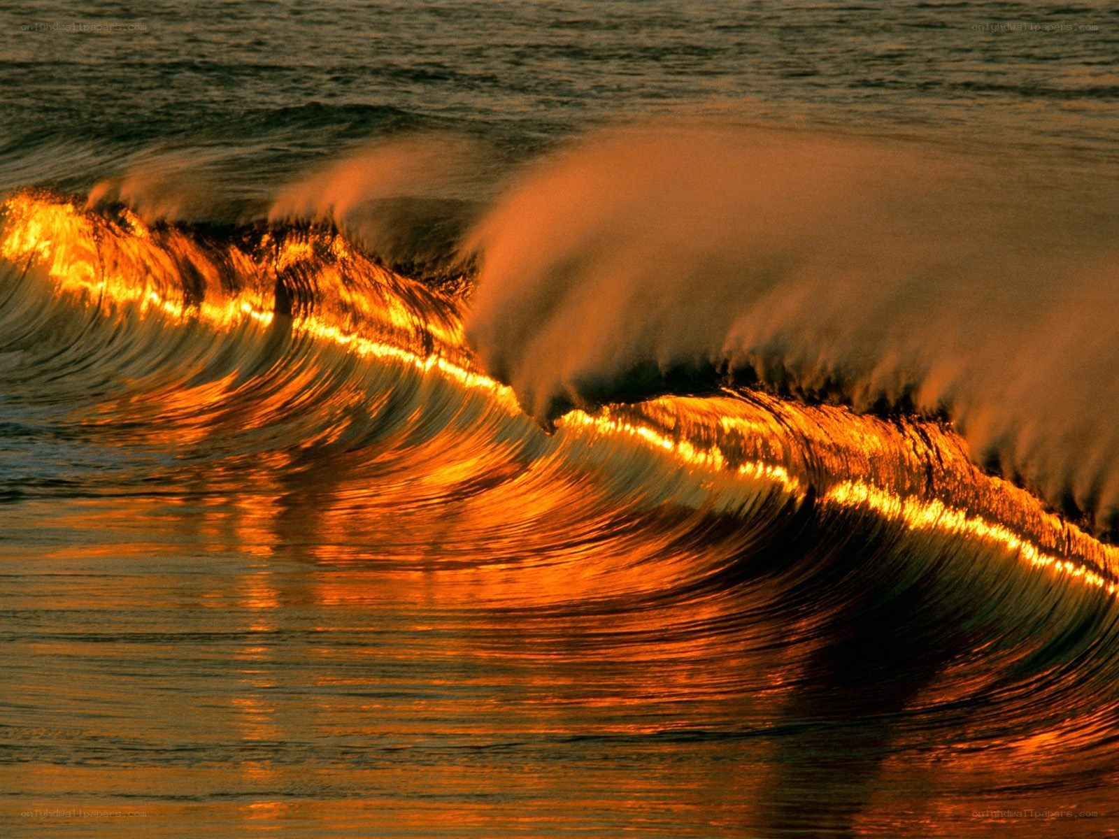 Golden wave at sunset