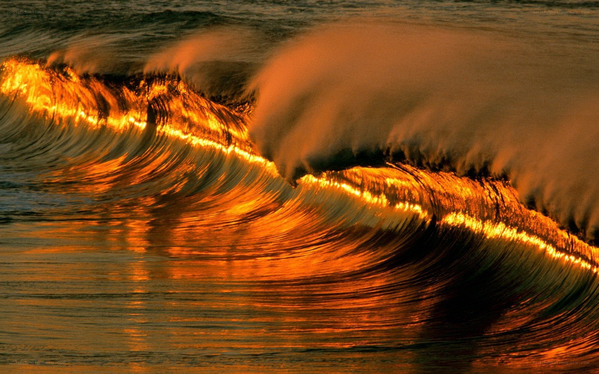 Golden wave at sunset