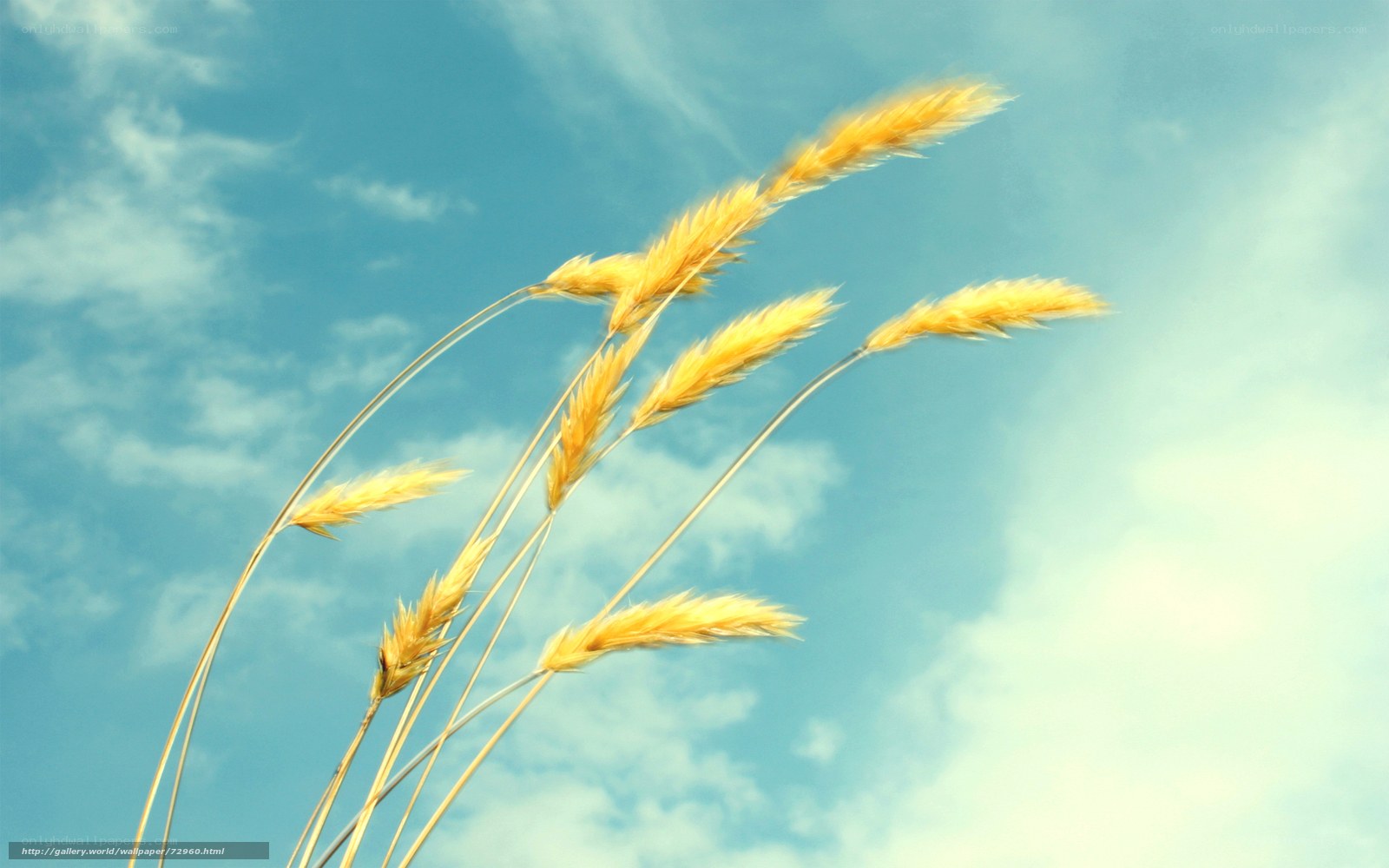 Golden wheat against blue sky