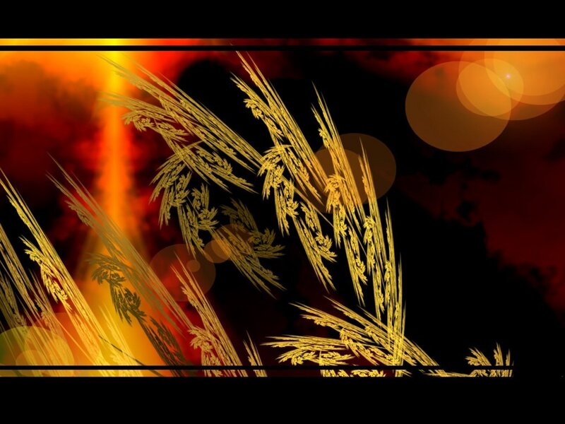 golden wheat at sunset