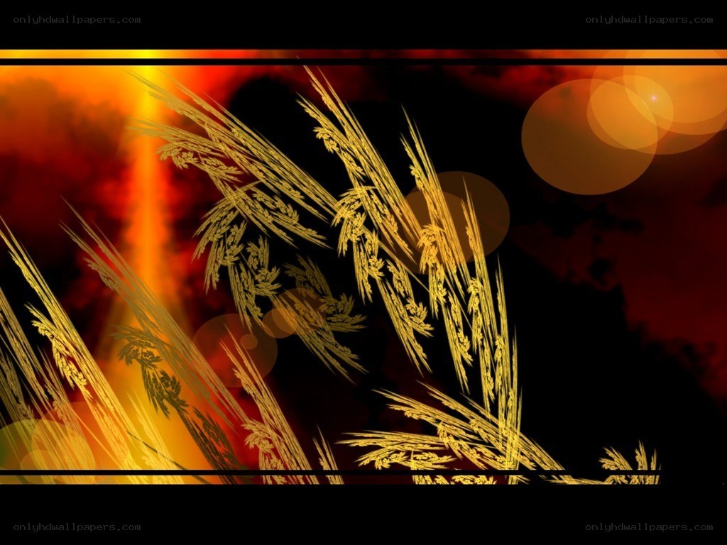 golden wheat at sunset