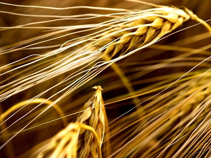 Golden Wheat Ear — Gold, Serene, Afternoon, Photograph, Straw