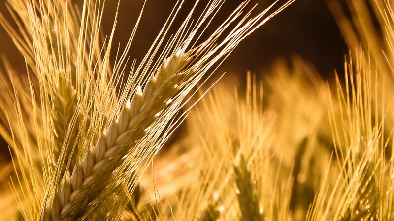Golden Wheat Ear — Gold, Serene, Sunset, Photograph