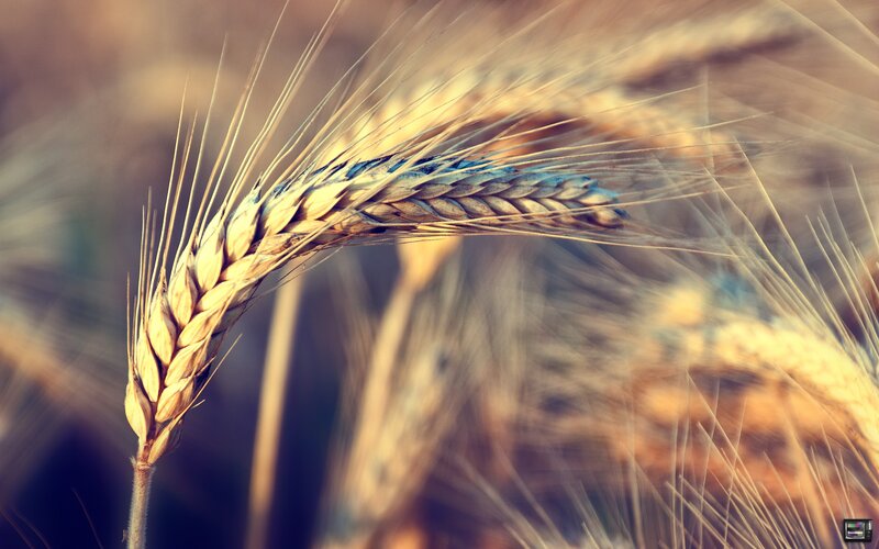 golden wheat ear in field