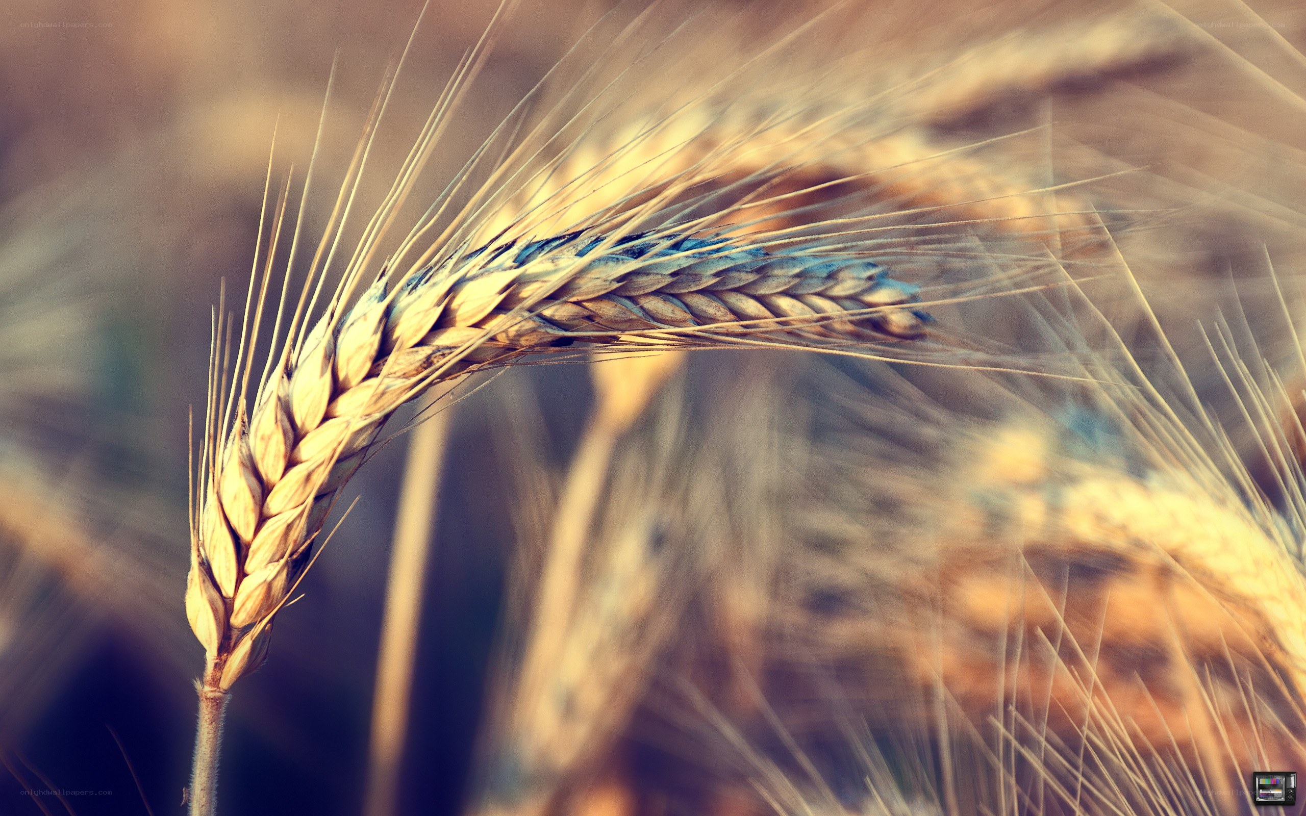 golden wheat ear in field