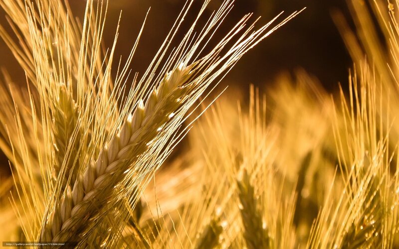 Golden Wheat Ear
