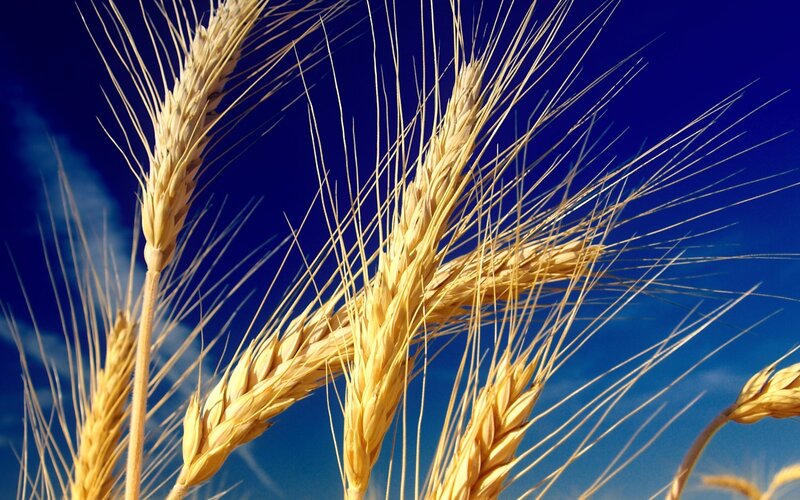 Golden Wheat Ears — Blue, Serene