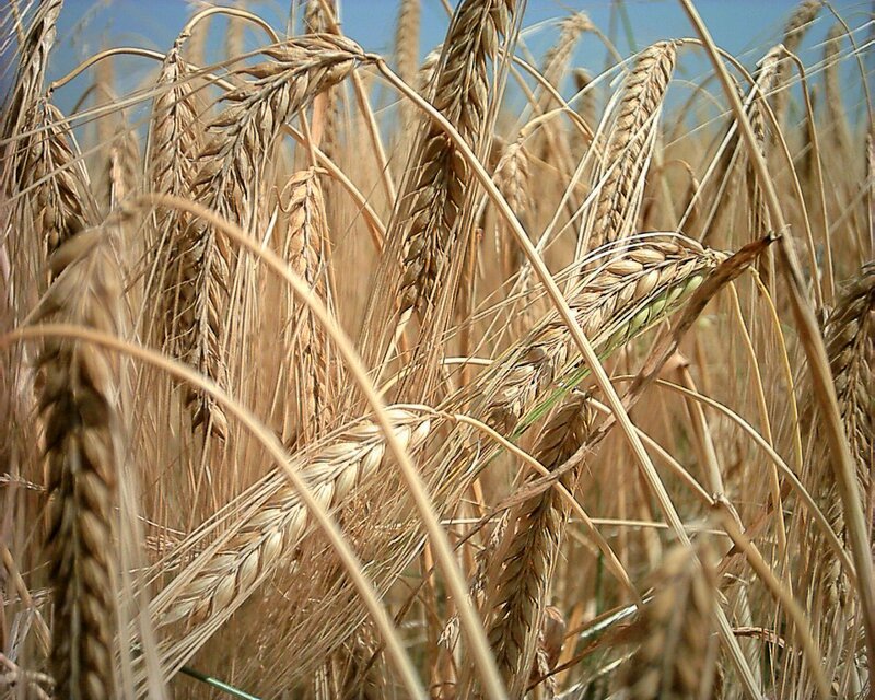 Golden Wheat Ears — Brown, Calm, Afternoon
