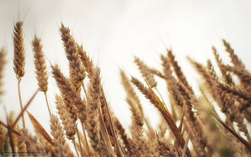 Golden Wheat Ears — Brown, Serene