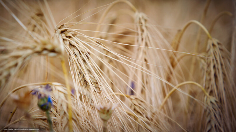Golden Wheat Ears — Brown