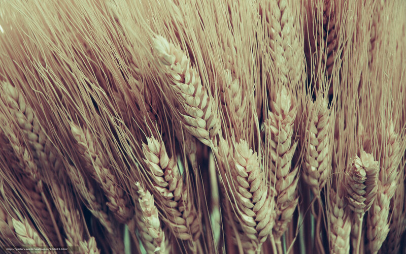 Golden Wheat Ears — Gold, Calm