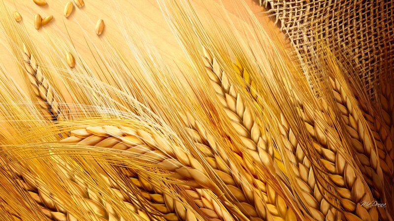 Golden Wheat Ears — Gold, Natural, Photograph
