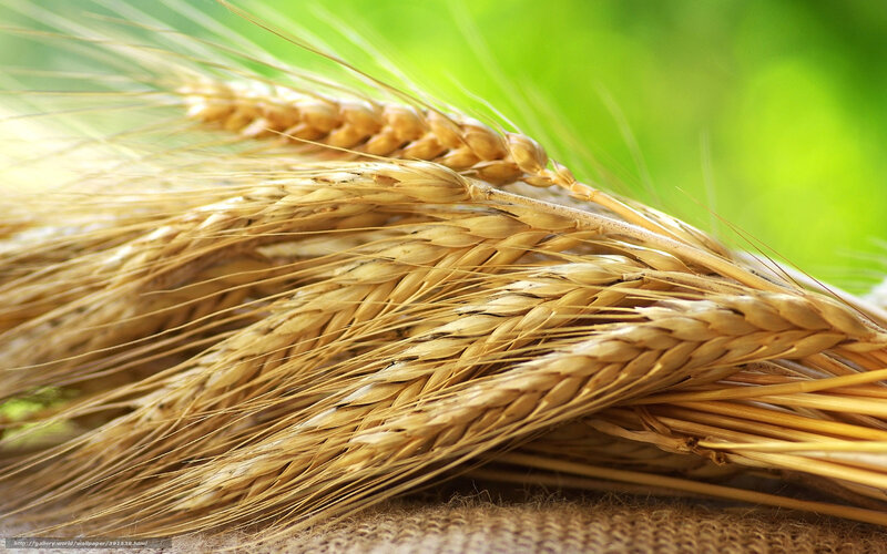 Golden Wheat Ears — Gold, Natural