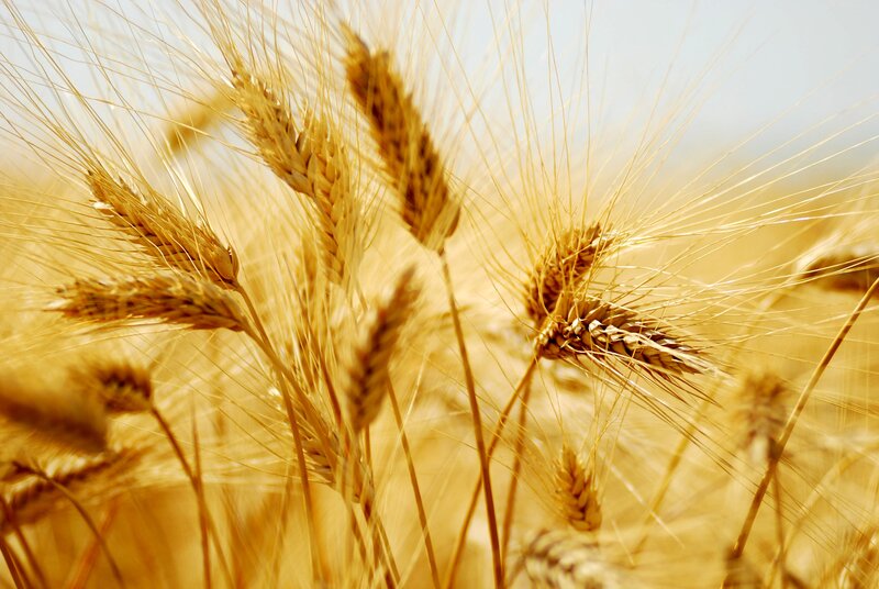 Golden Wheat Ears — Gold, Serene, Afternoon, Photograph, Field, Sky, Yellow
