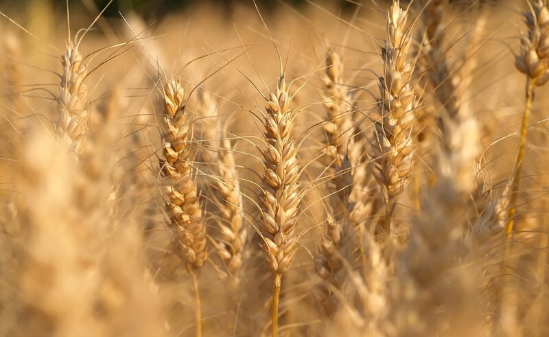 Golden Wheat Ears — Gold, Serene, Afternoon, Photograph, Field, Sunlight