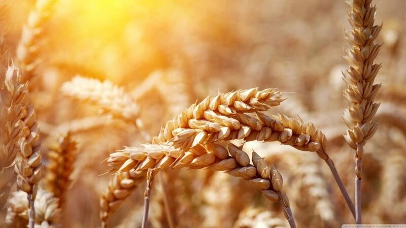 Golden Wheat Ears — Gold, Serene, Afternoon, Photograph, Field