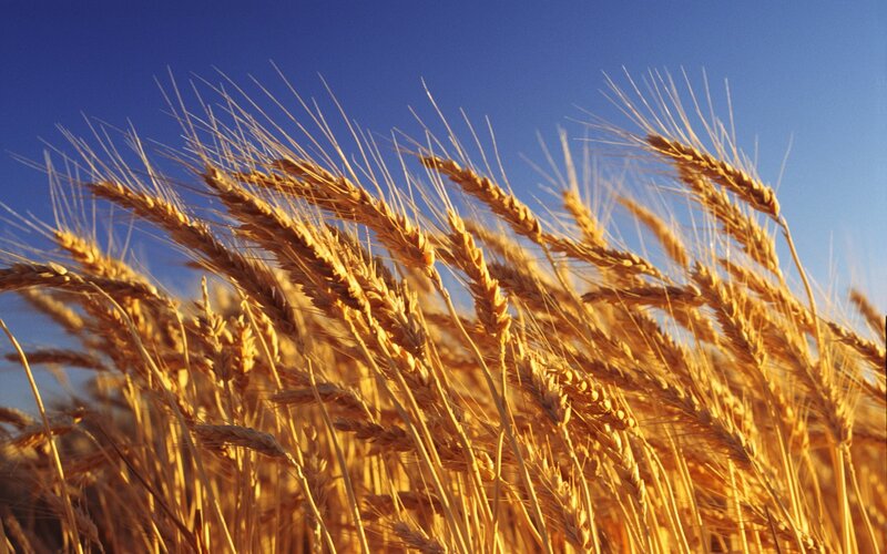 Golden Wheat Ears — Gold, Serene, Afternoon, Photograph, Sky, Blue