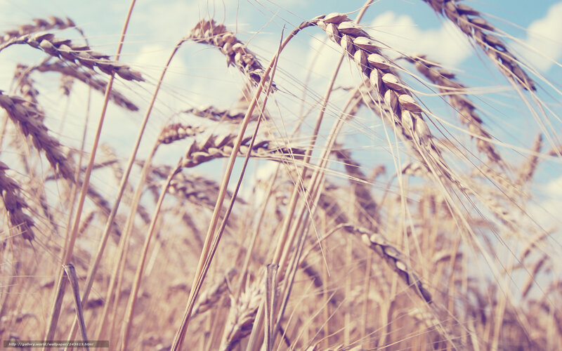 Golden Wheat Ears — Gold, Serene, Afternoon, Photograph, Sky, Clouds