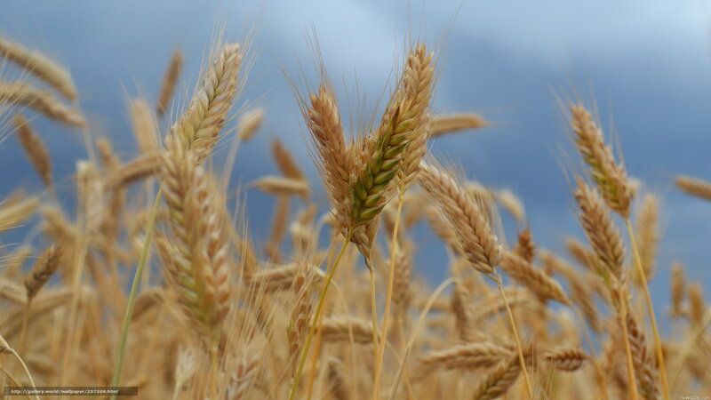 Golden Wheat Ears — Gold, Serene, Afternoon, Photograph, Sky, Field