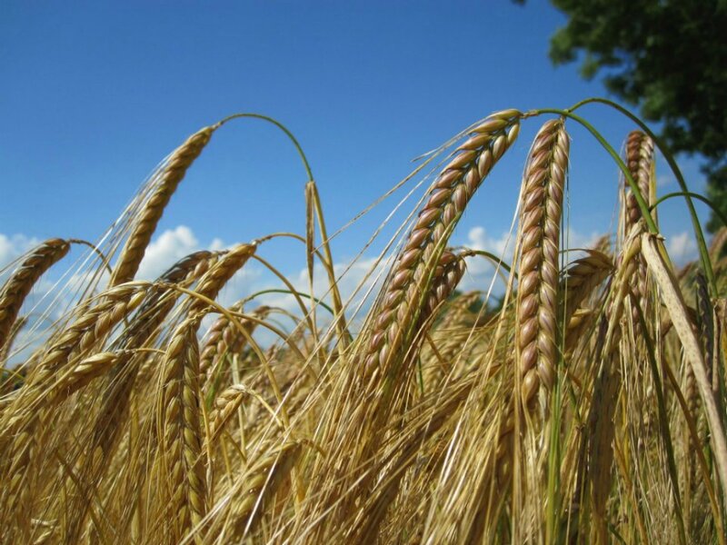 Golden Wheat Ears — Gold, Serene, Afternoon, Photograph, Sky
