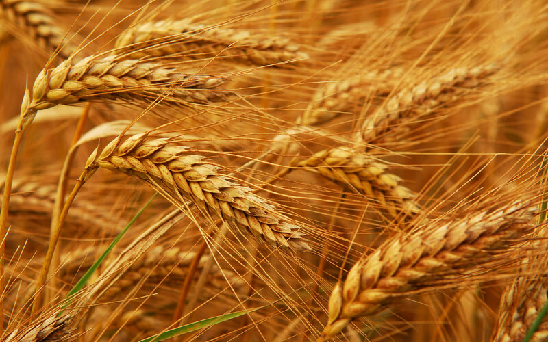 Golden Wheat Ears — Gold, Serene, Afternoon, Photograph