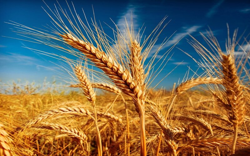 Golden Wheat Ears — Gold, Serene, Afternoon