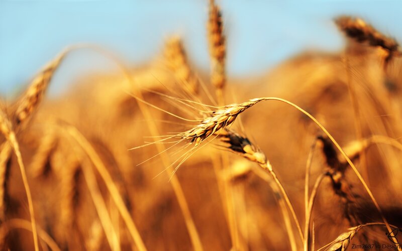Golden Wheat Ears — Gold, Serene, Sunset, Photograph, Field, Sky, Sunlight