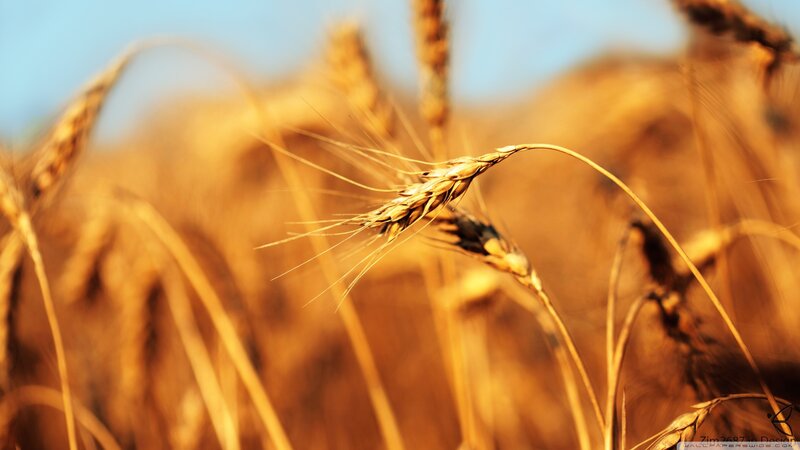 Golden Wheat Ears — Gold, Serene, Sunset, Photograph, Field, Sky