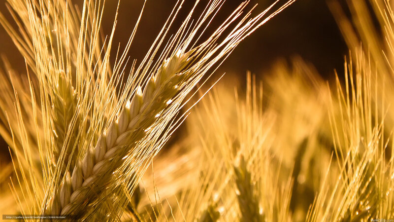Golden Wheat Ears — Gold, Serene, Sunset, Photograph, Sunlight, Field