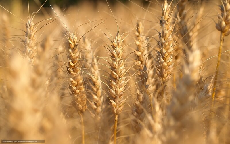 Golden Wheat Ears — Gold, Serene, Sunset, Photograph