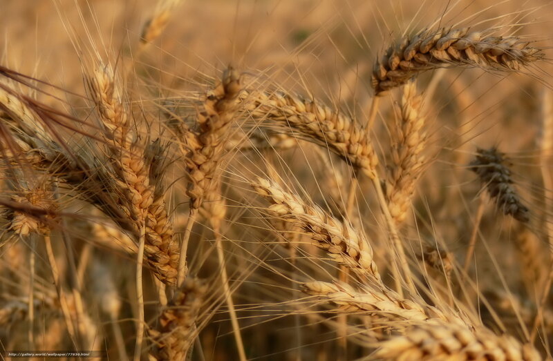 Golden Wheat Ears — Gold, Serene, Sunset