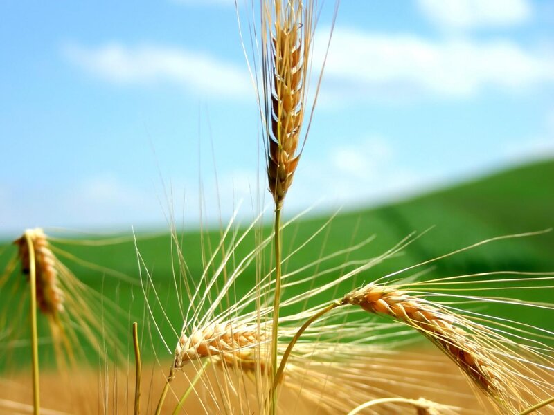 Golden Wheat Ears — Gold, Serene