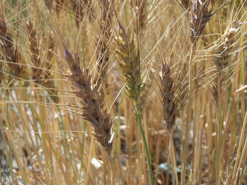 Golden Wheat Ears — Gold