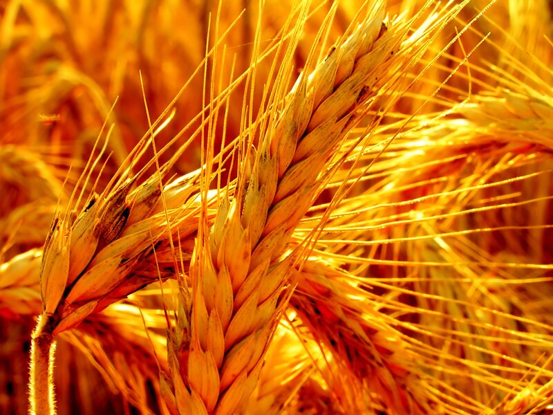 Golden Wheat Ears — Gold, Warm