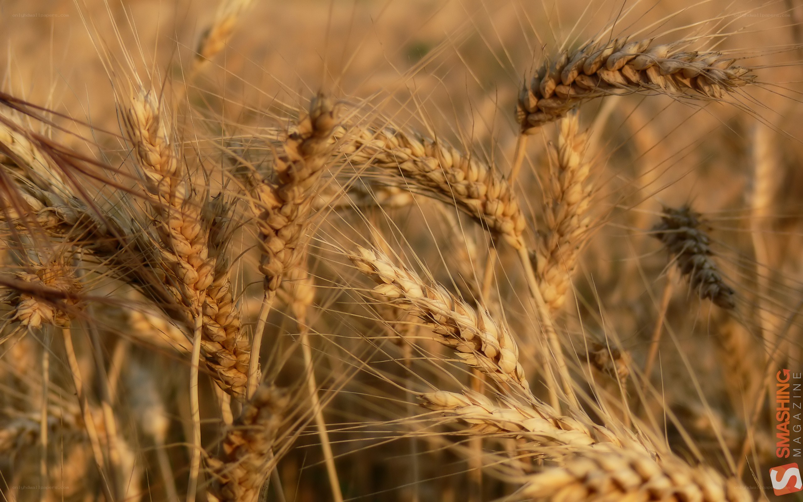 Golden wheat ears in field