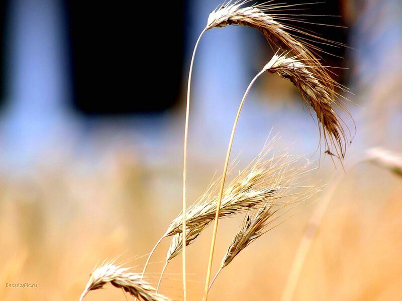 Golden wheat ears in field