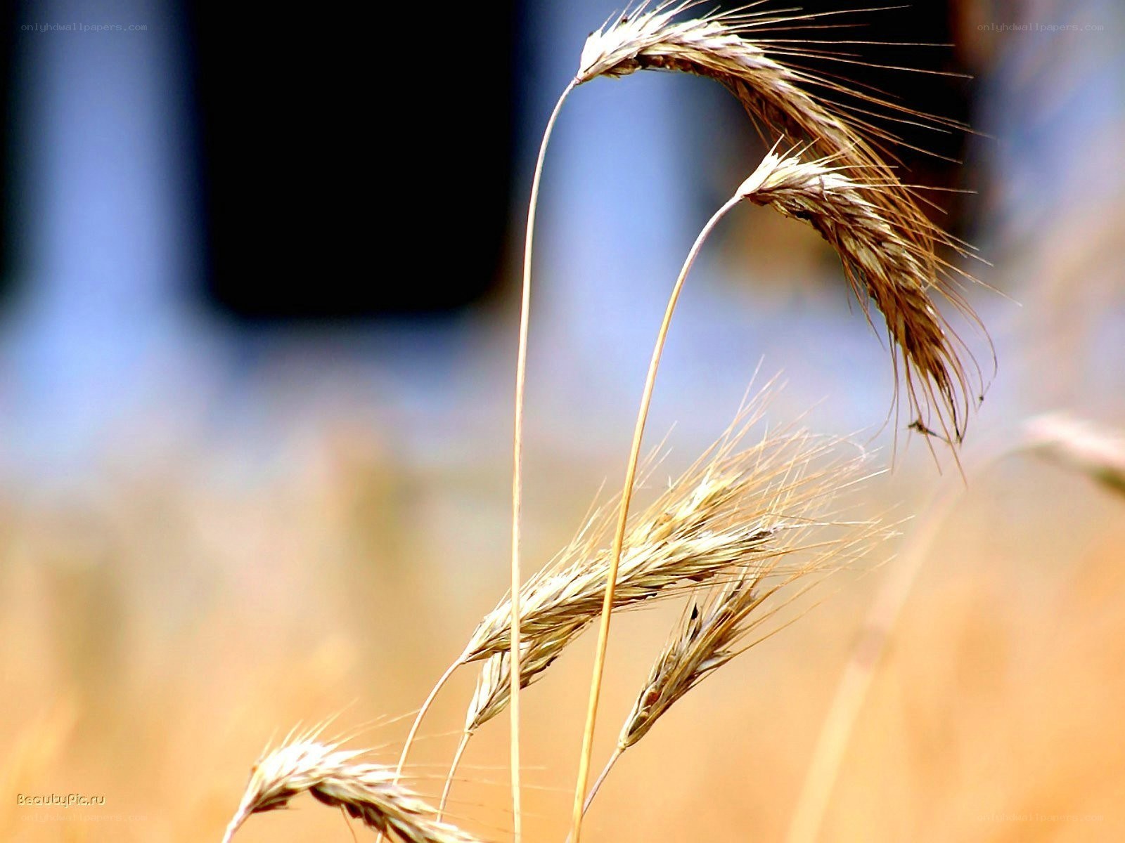 Golden wheat ears in field