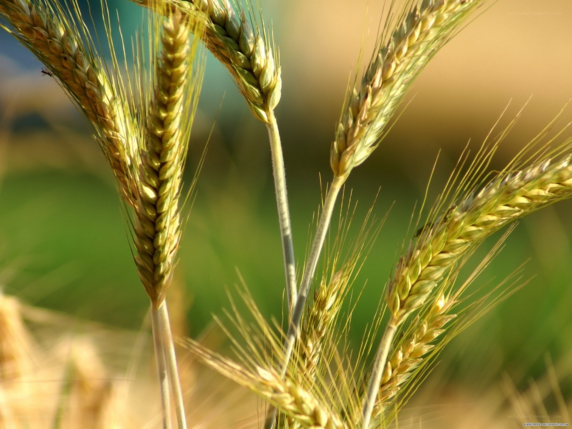 Golden wheat ears in sunlight