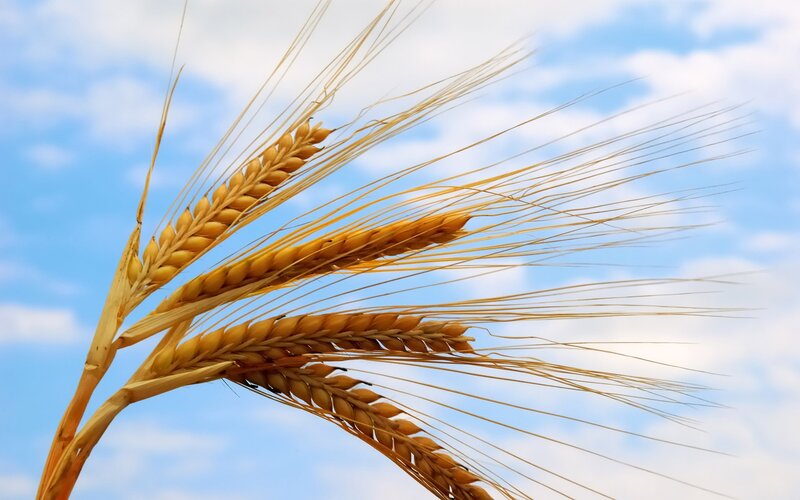 Golden Wheat Ears — Yellow, Serene, Afternoon