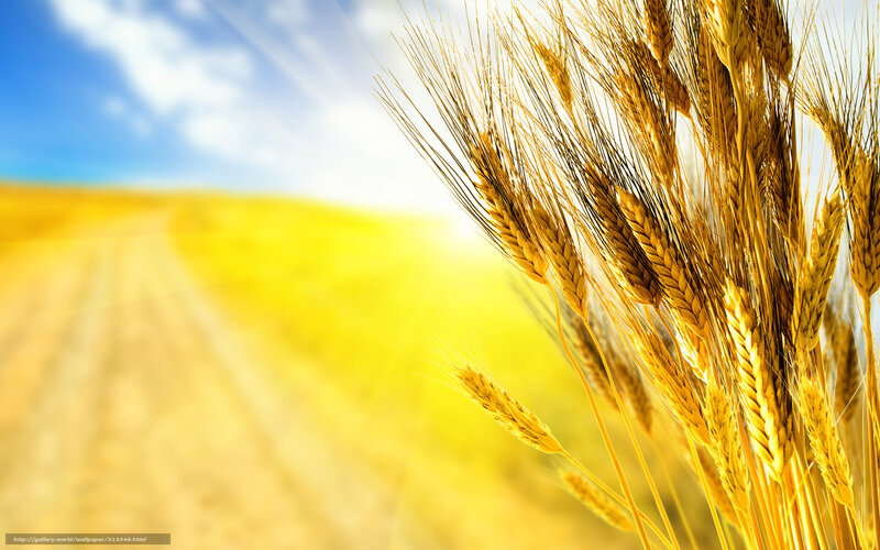 Golden Wheat Ears — Yellow