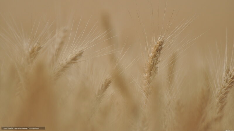 Golden wheat field