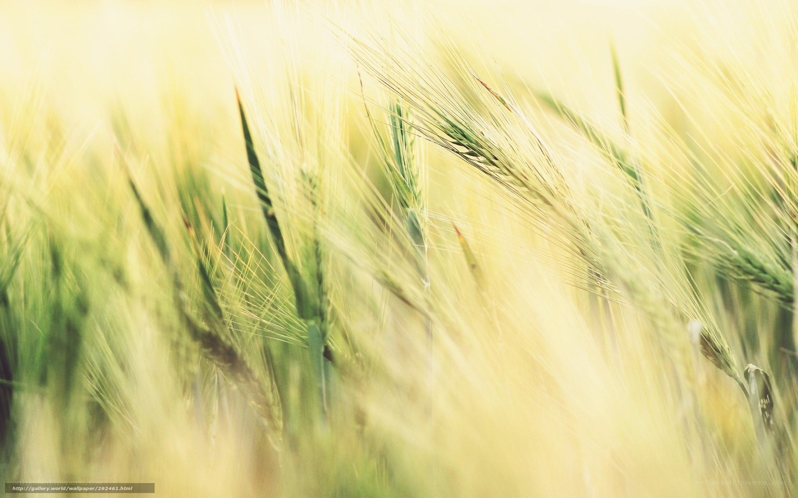 Golden wheat field